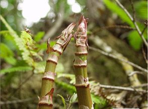 Giant Knotweed Extract 